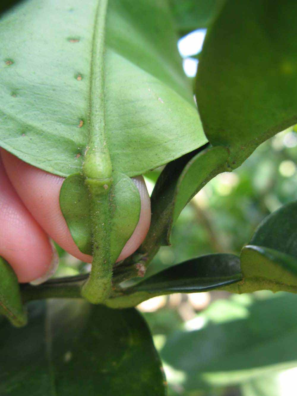              Petiole (Winter Haven, FL)       